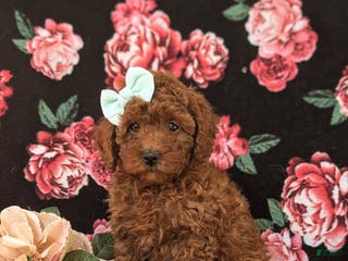 Miniature Poodle dogs Francesca 10 lbs Full Grown - Ad 18