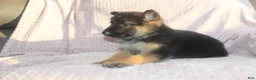 German Shepherd dogs for sale: Blake  - Ad 8