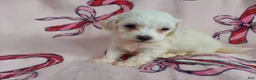 Maltipoo dogs for sale: Osiris---Maltipoo, in home raised, non-shedding - Ad 1
