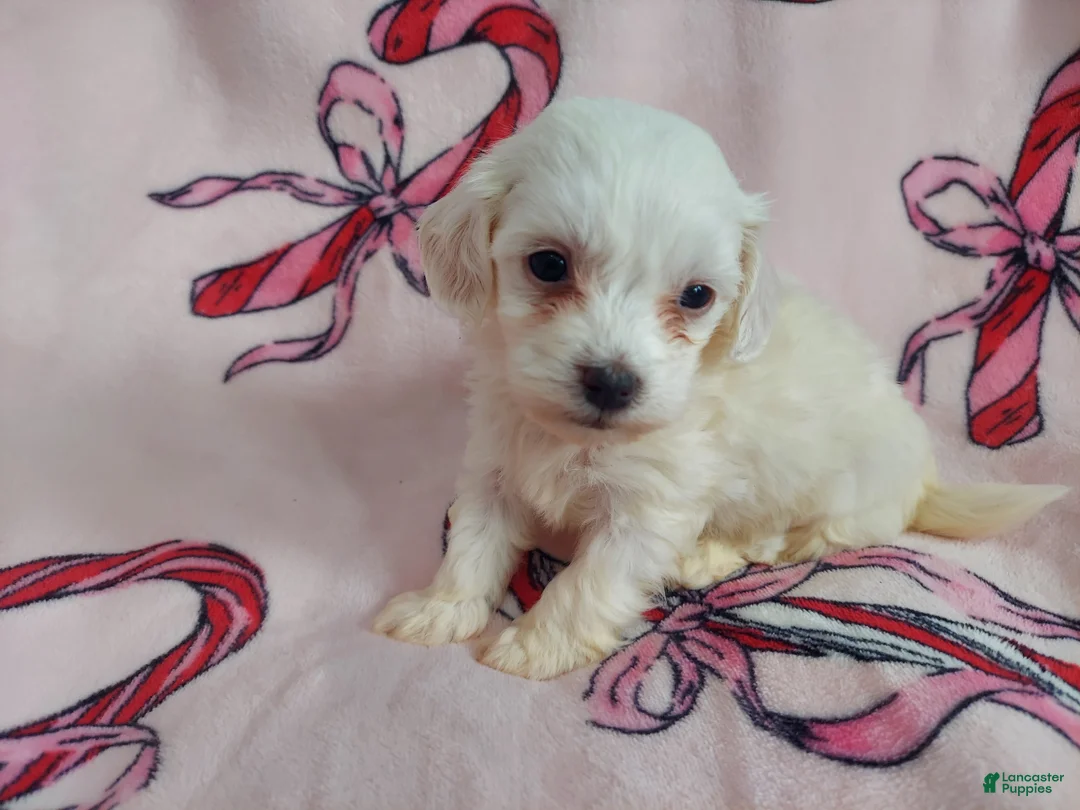 Maltipoo dogs for sale: Osiris---Maltipoo, in home raised, non-shedding - Ad 1