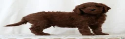 Mini Goldendoodle dogs for sale: Jase - Ad 4