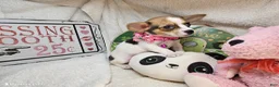 Chihuahua dogs for sale: Audrianna (Tri-color) - Ad 5