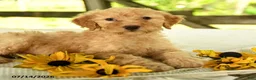 Mini Goldendoodle dogs for sale: Trudy - Ad 8