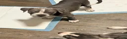American Pit Bull Terrier dogs for sale: American Pit Bull Terrier 1 - Ad 9