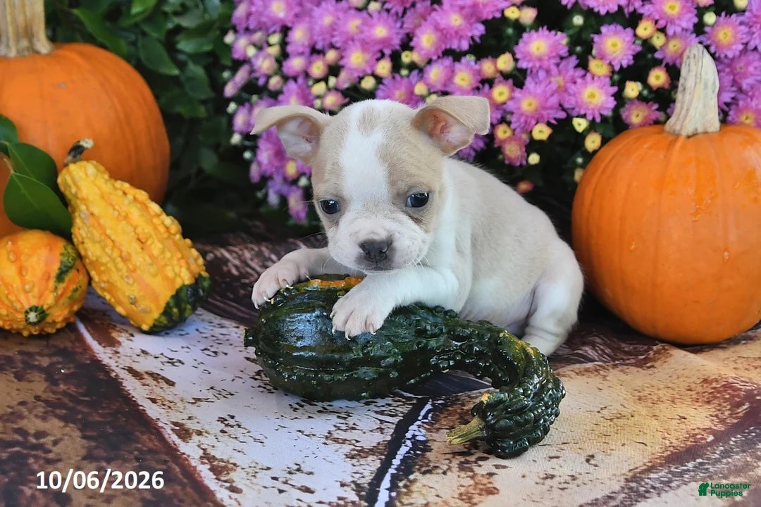 Boston Terrier dogs for sale: Taco Male Boston Terrier - Ad 2