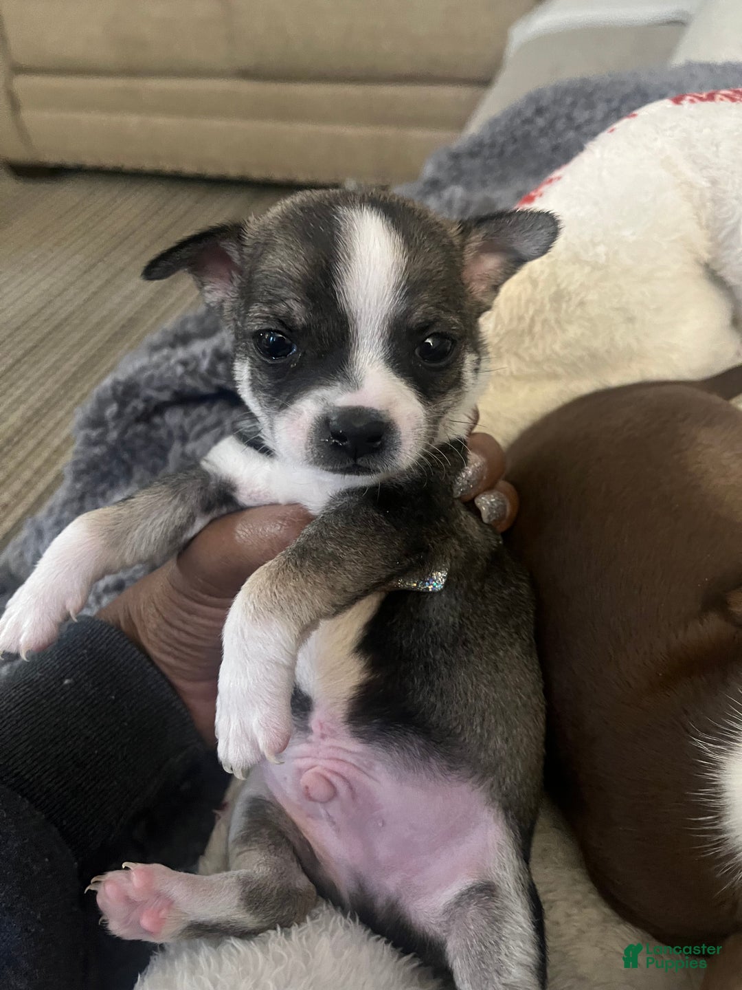 Chihuahua dogs for sale: Chihuahua Puppy 4 - Ad 4