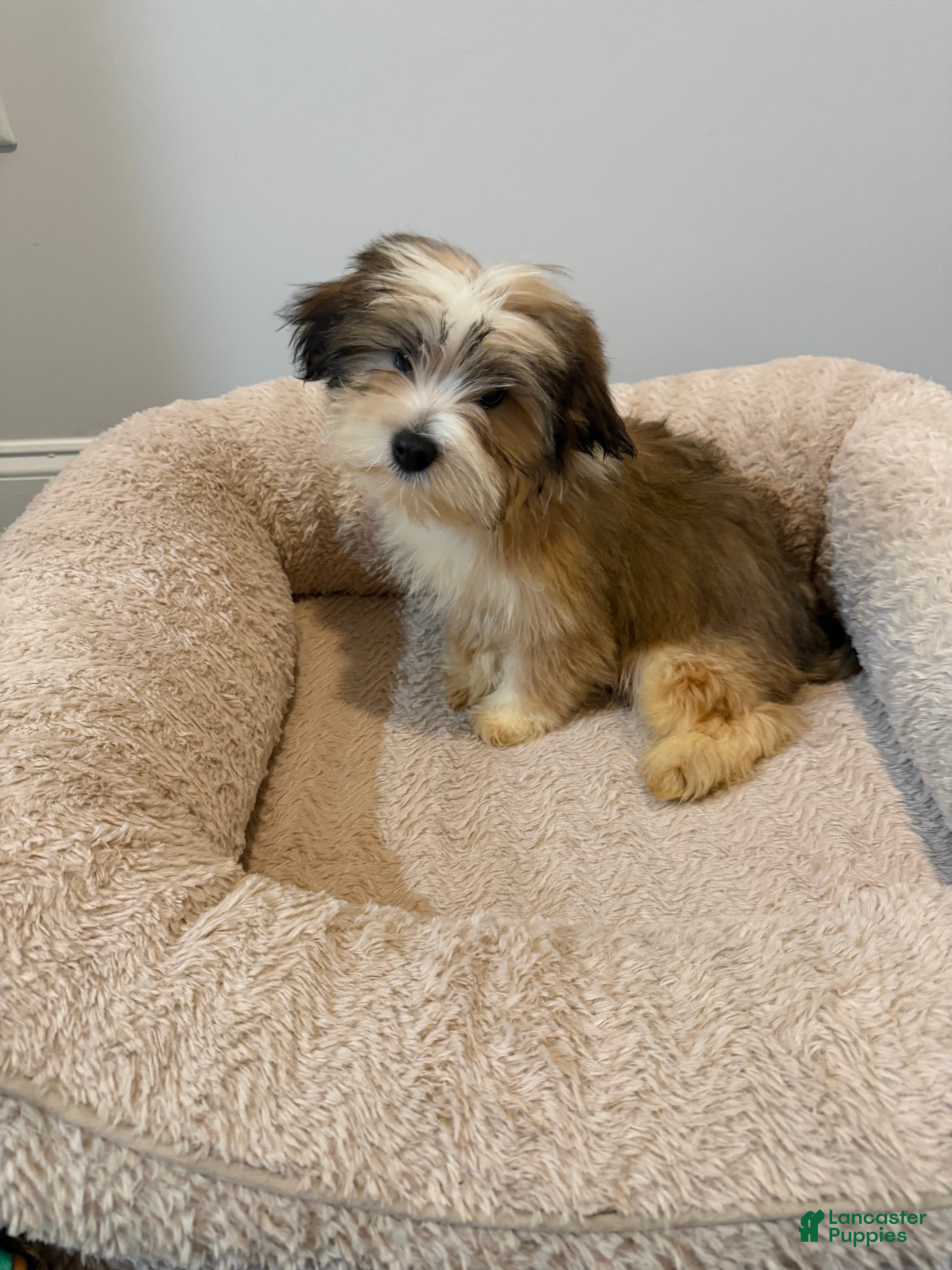 Mixed Breed dogs Mixed Breed 3 - Ad 1