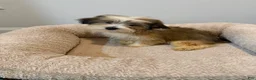 Mixed Breed dogs for sale: Mixed Breed 3 - Ad 1