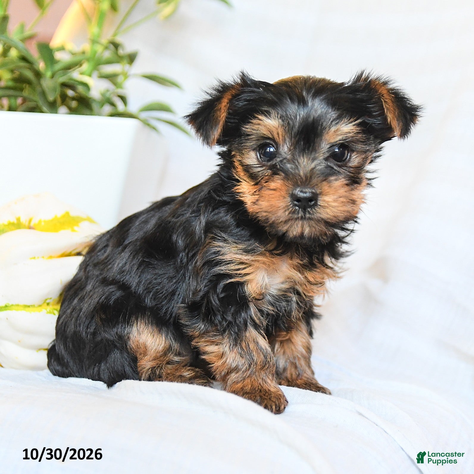 Yorkshire Terrier dogs for sale: Penny - Ad 1