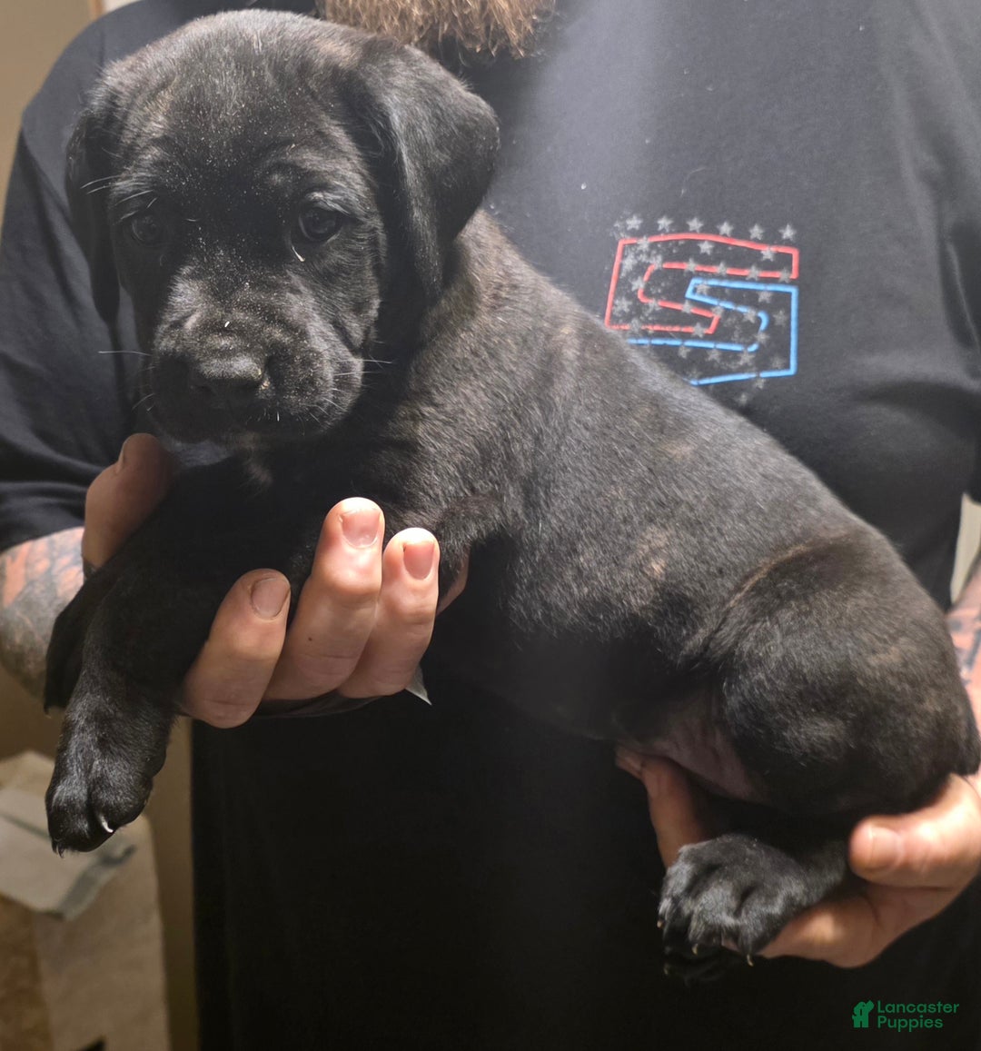 Cane Corso dogs for sale: Cane Corso Puppy 7 - Ad 1