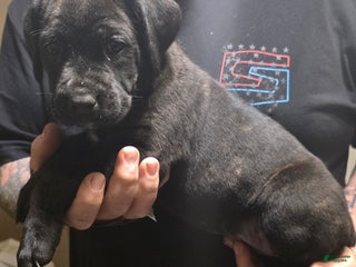 Cane Corso dogs Cane Corso Puppy 7 - Ad 42
