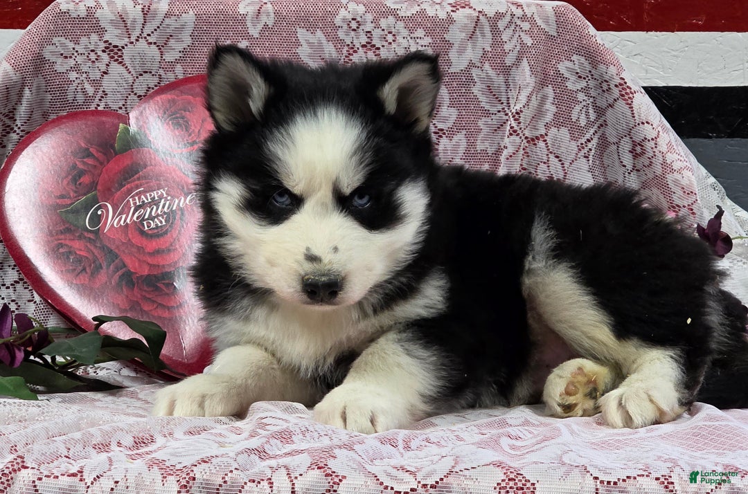 Siberian Husky dogs for sale: Kipton  - Ad 4