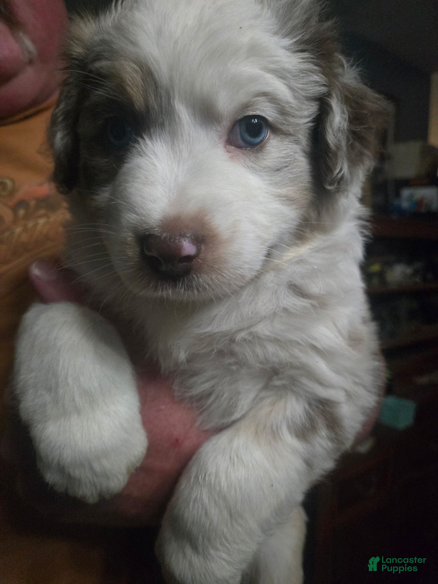 Australian Shepherd dogs Rorschach "rory" Aussie 2 - Ad 24