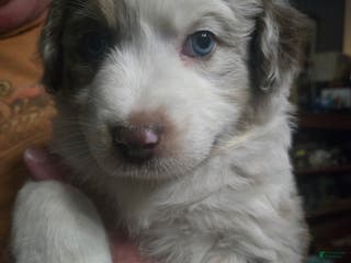 Australian Shepherd dogs Rorschach "rory" Aussie 2 - Ad 24