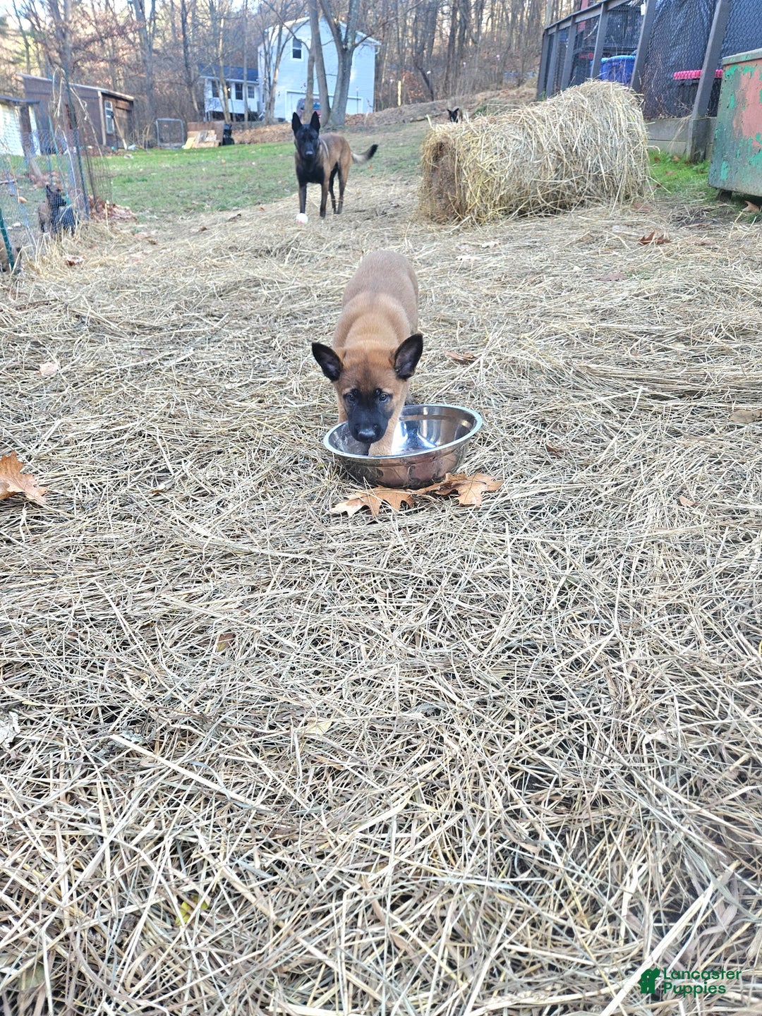 Belgian Malinois dogs for sale: Dark Green  - Ad 12