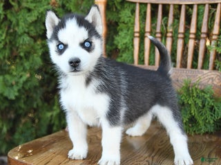 Siberian Husky dogs - Ad 19