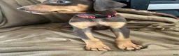 Doberman Pinscher dogs for sale: Red Collar  - Ad 3