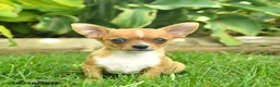 Chihuahua dogs for sale: Spark  - Ad 4