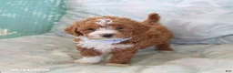 Toy Poodle dogs for sale: Rusty - Ad 4
