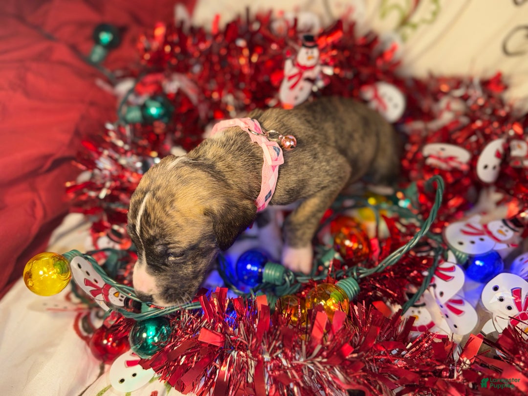 Great Dane dogs for sale: Izzy - Ad 3