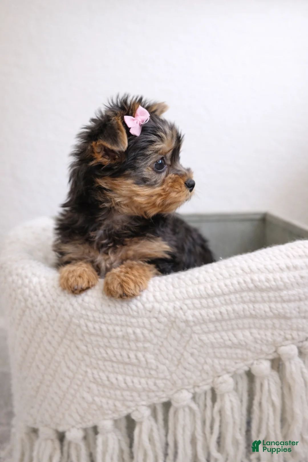 Yorkshire Terrier dogs for sale: Trixie - Ad 2