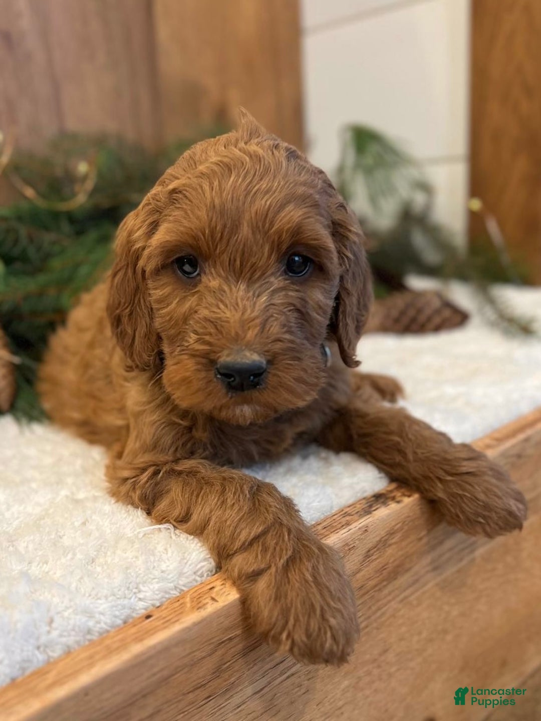 Irish Doodle dogs for sale: Frederick - Ad 8