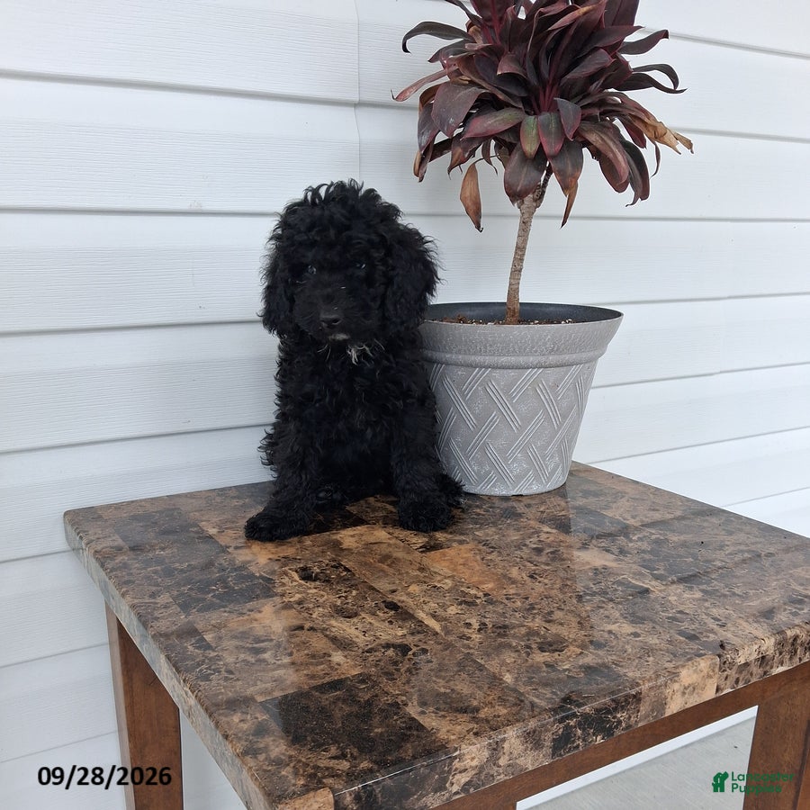 Miniature Poodle dogs for sale: Austin - Ad 1