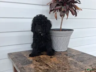 Miniature Poodle dogs Austin - Ad 23