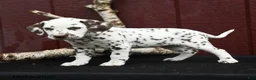 Dalmatian dogs for sale: Jewel - Ad 3