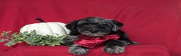 Labradoodle dogs for sale: Whitmoor Hypoallergenic - Ad 4
