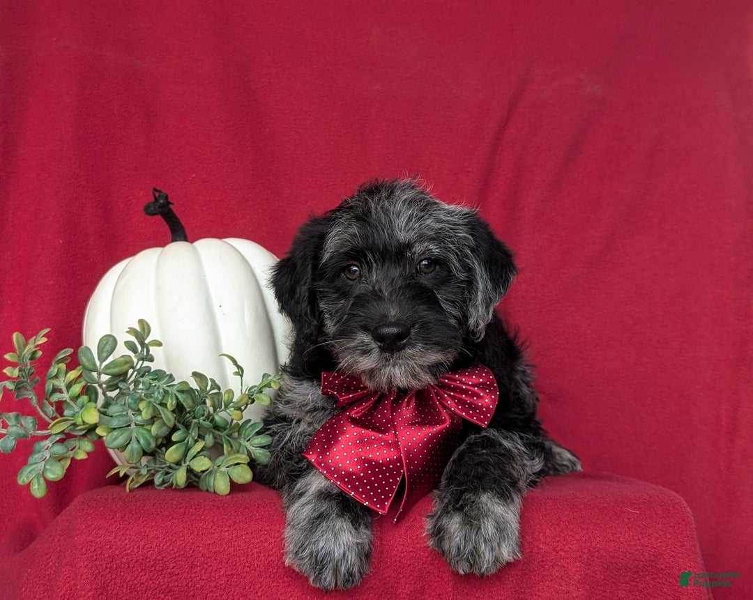 Labradoodle dogs for sale: Whitmoor Hypoallergenic - Ad 4