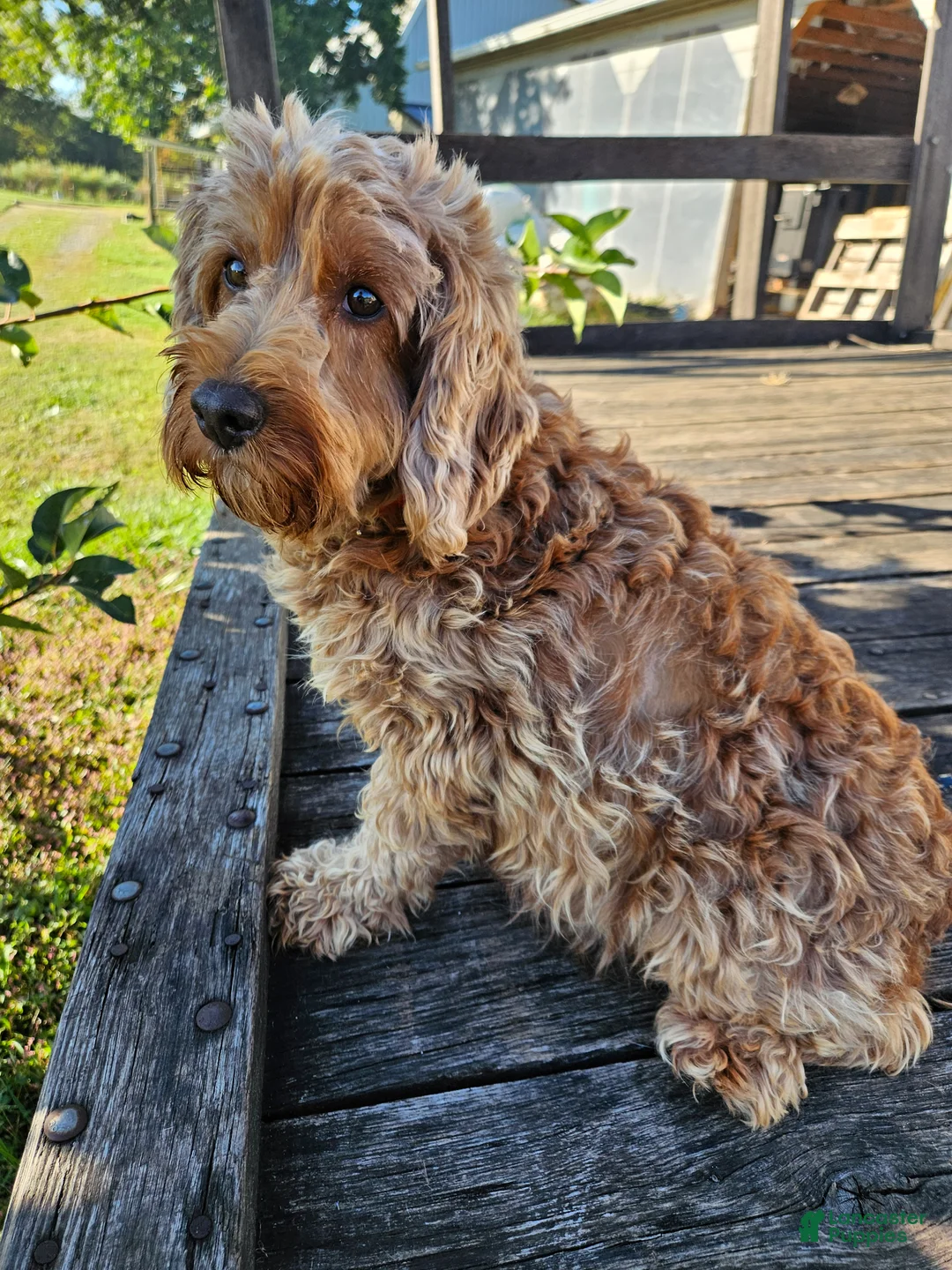 Cavapoo dogs for sale: Judge - Ad 5