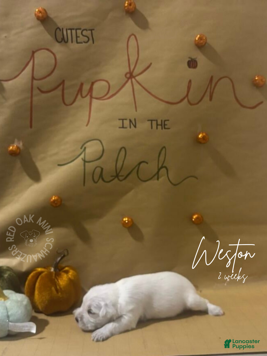 Miniature Schnauzer dogs for sale: Miniature Schnauzer Puppy 2 - Ad 1