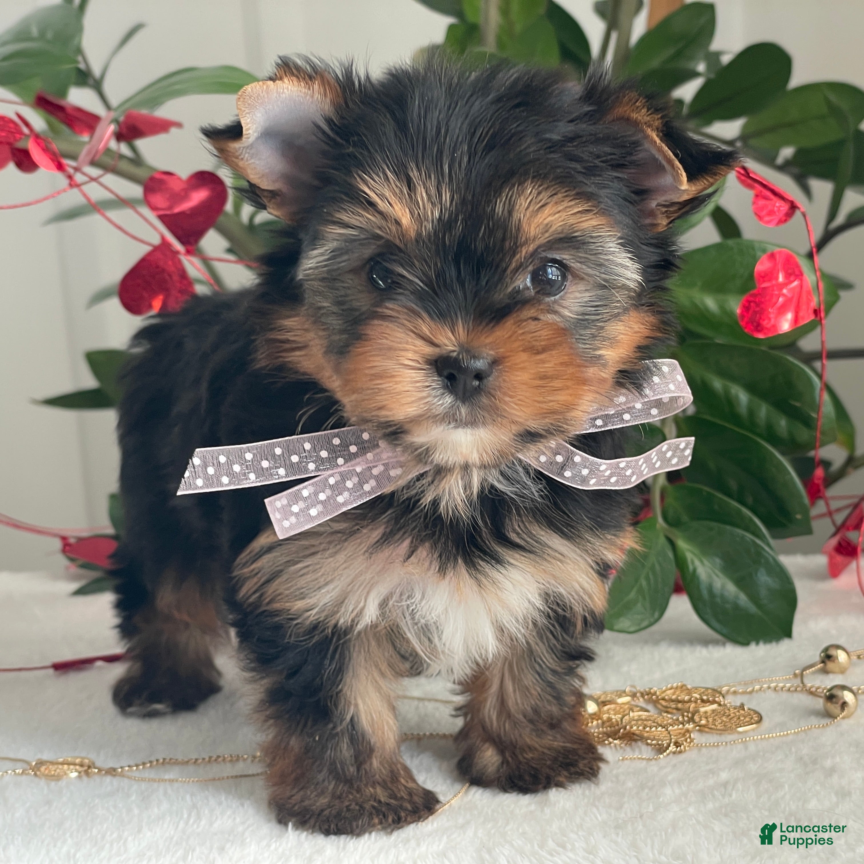 Yorkshire Terrier dogs Paisley - Ad 34