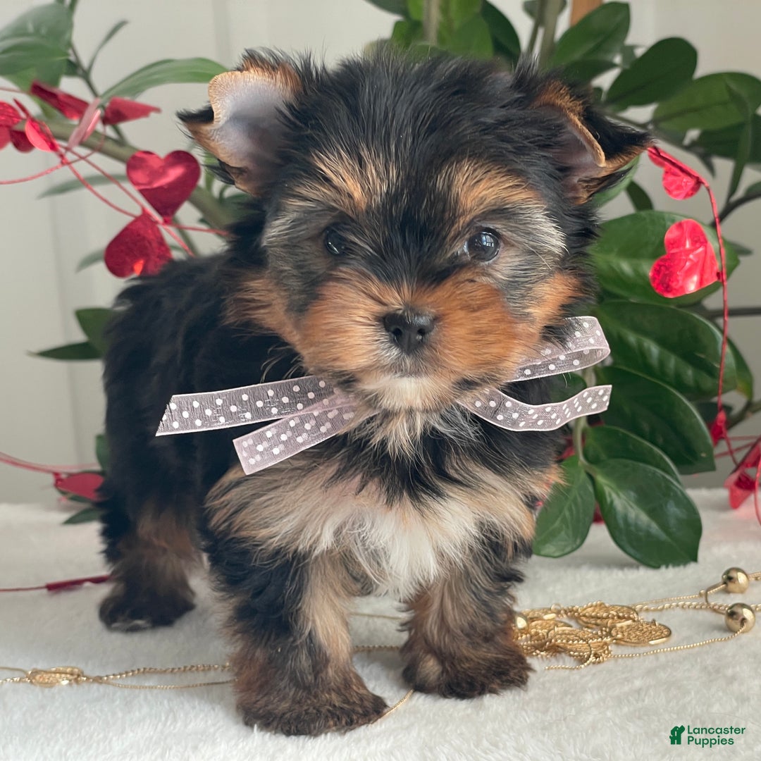 Yorkshire Terrier dogs for sale: Paisley - Ad 1