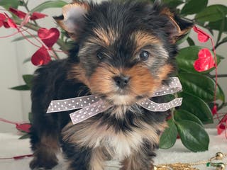 Yorkshire Terrier dogs Paisley - Ad 34