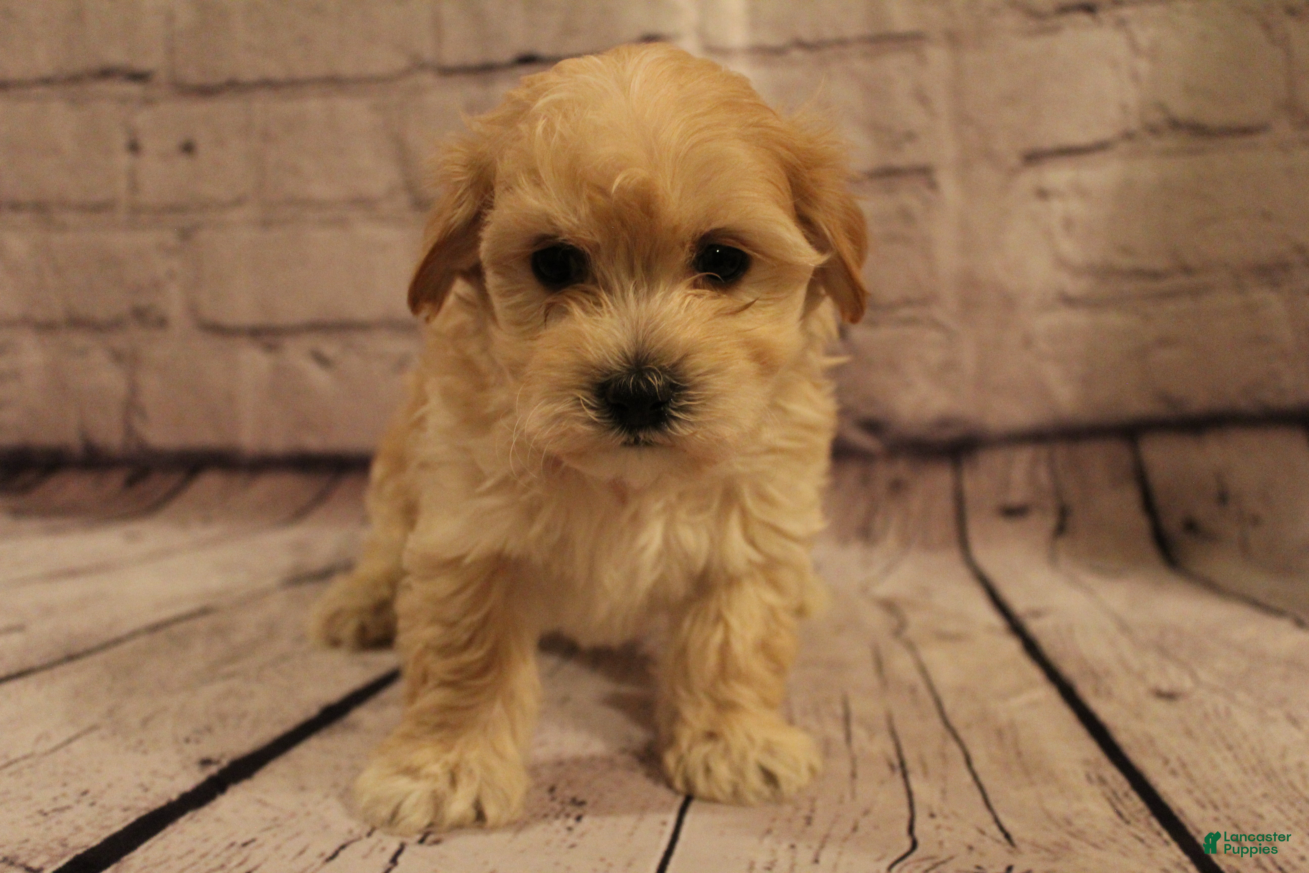 Morkie dogs Dasher - Ad 35