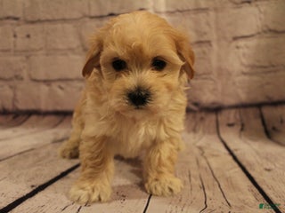 Morkie dogs Dasher - Ad 38