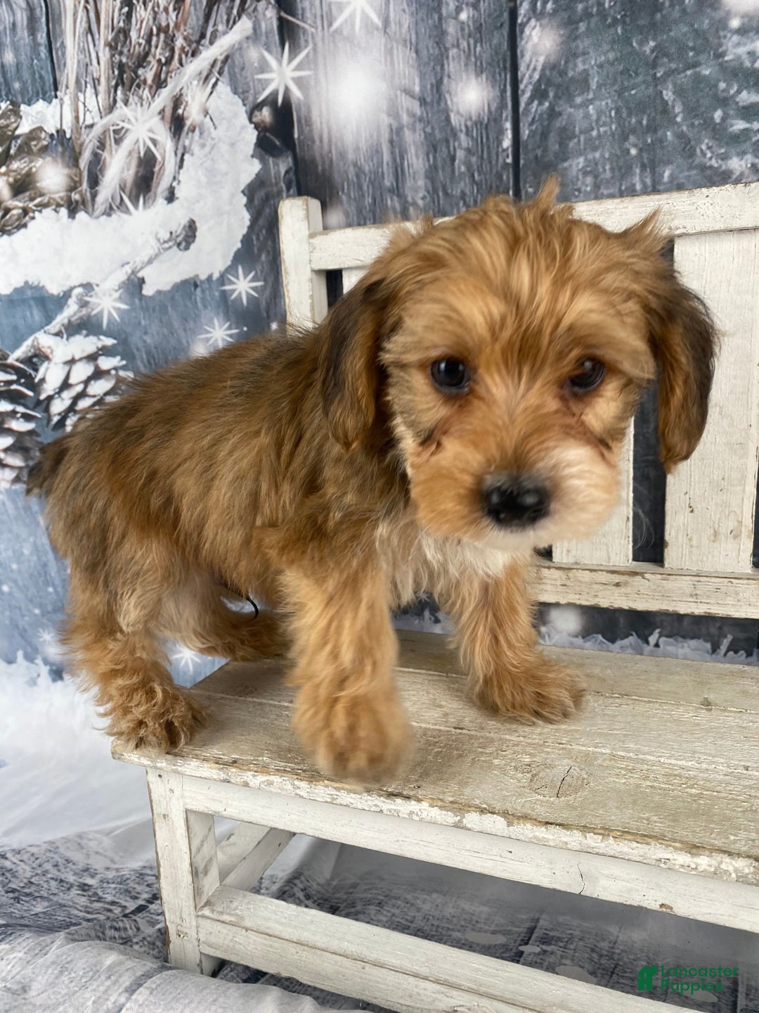 Yorkiepoo dogs for sale: Dan-O - Ad 9