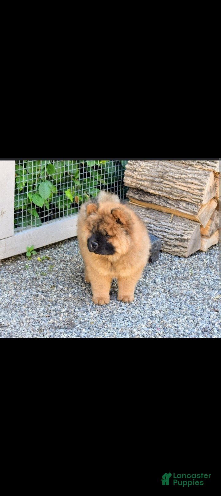 Chow Chow dogs Foxy  - Ad 1