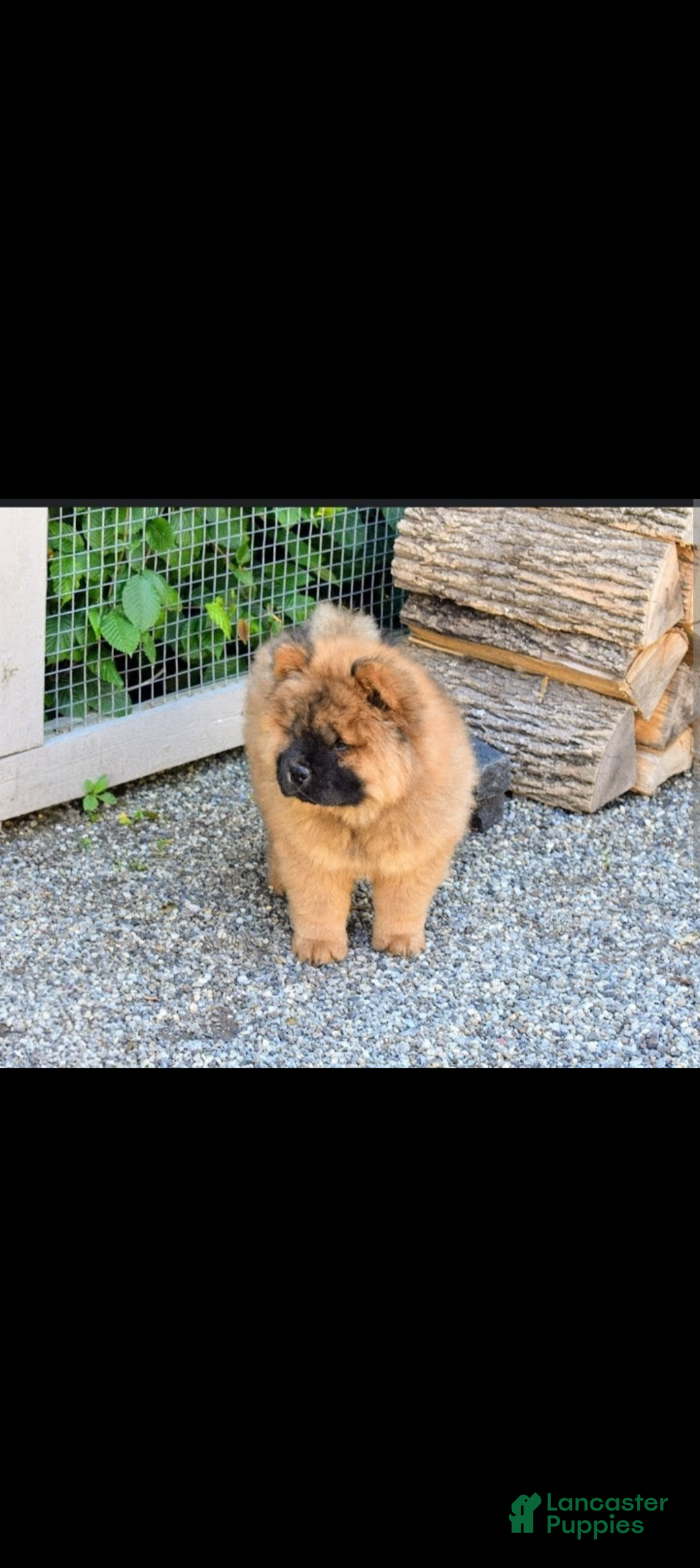 Chow Chow dogs for sale: Foxy  - Ad 1