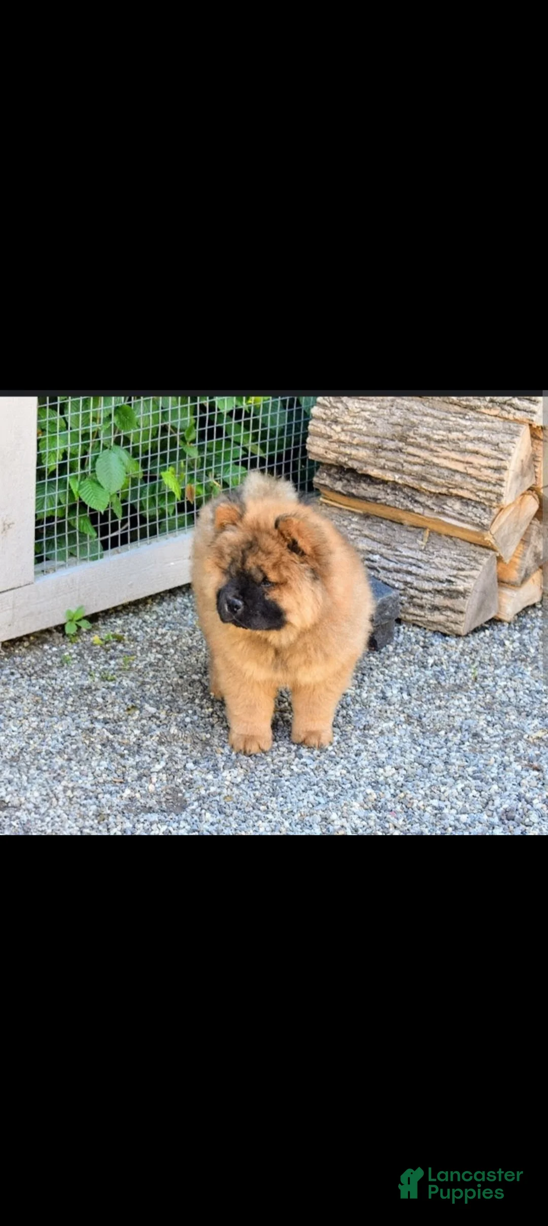Chow Chow dogs for sale: Foxy  - Ad 1