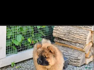 Chow Chow dogs Foxy - Ad 1