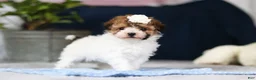 Toy Poodle dogs for sale: Analee - Ad 8