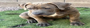 GLACIUS