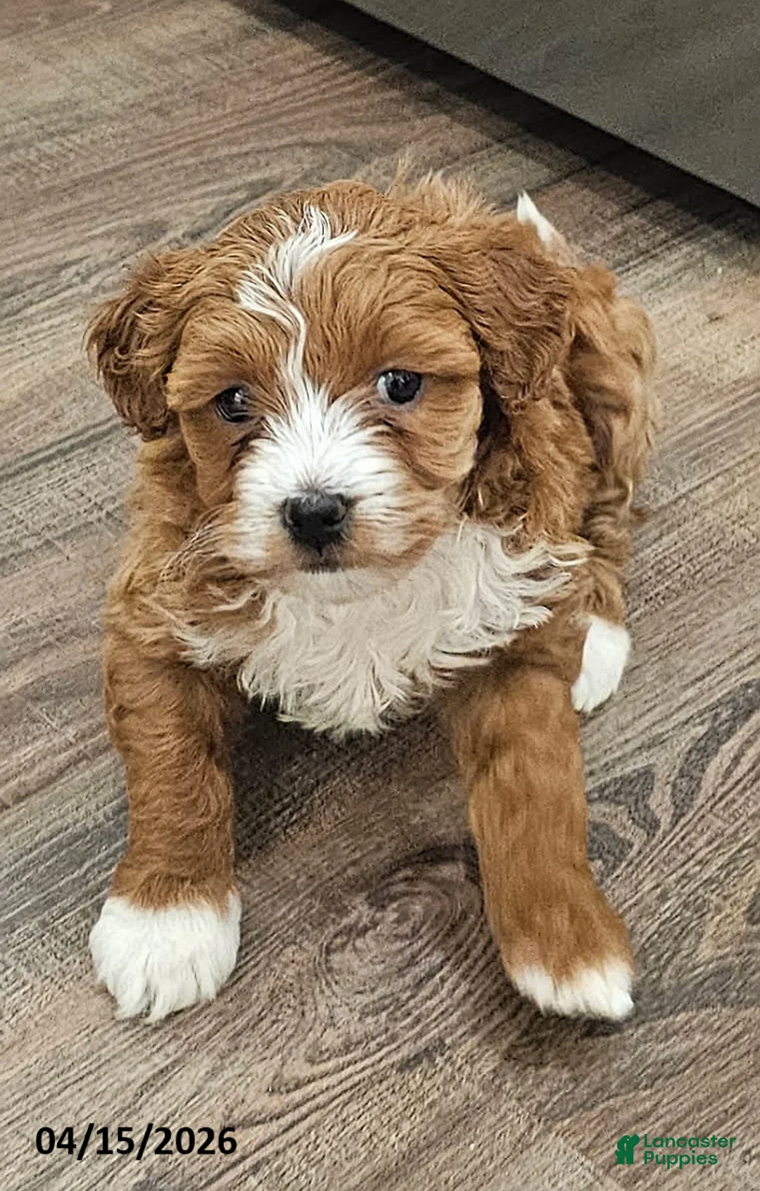 Mixed Breed dogs for sale: Cuddles - Ad 1