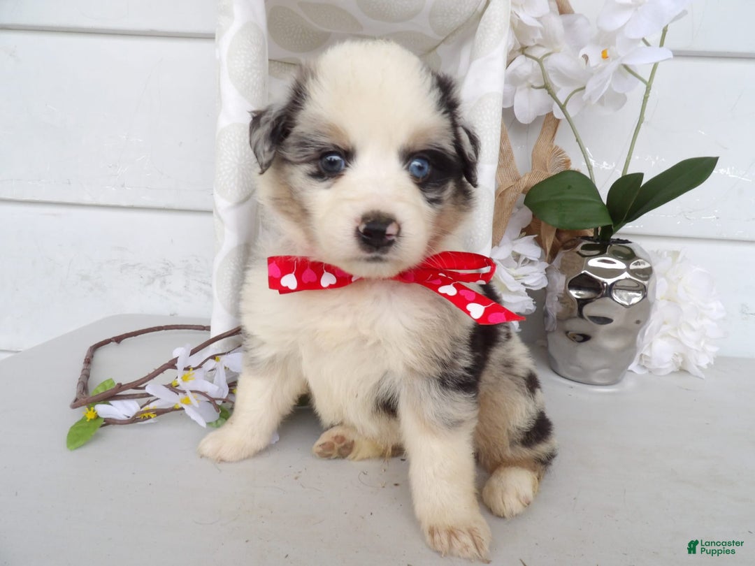 Gallery Image {{count}}