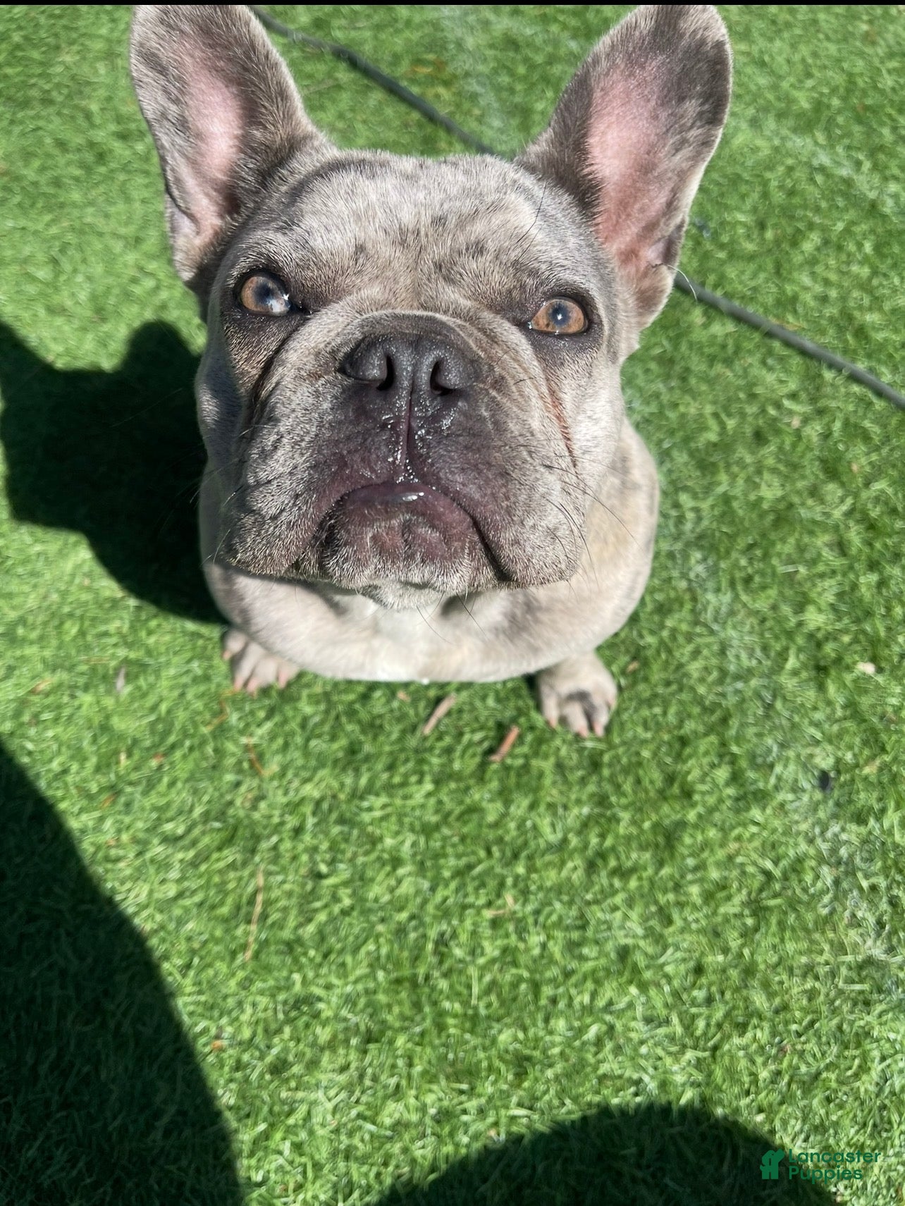 French Bulldog dogs Marshmallow - Ad 2