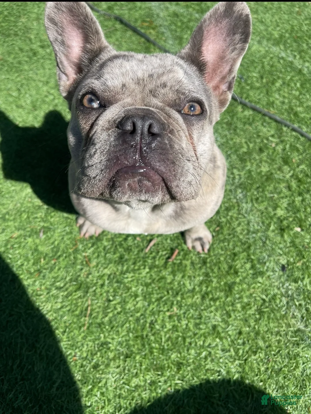 French Bulldog dogs for sale: Snowcake - Ad 2