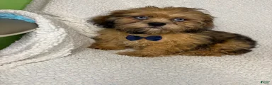 Shihpoo 2